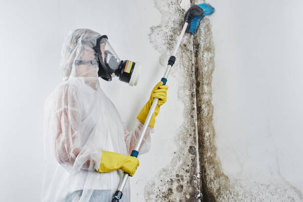Best Fast Mold Removal  in San Martin, CA
