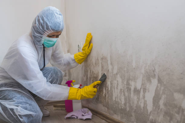 Best Mold Testing  in San Martin, CA