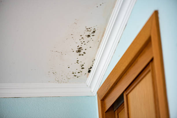 Best Mold Cleaning Services  in San Martin, CA