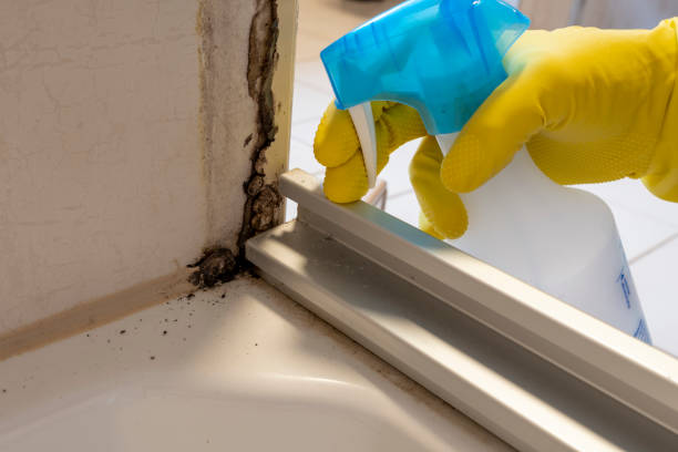 San Martin, CA Mold Removal Company