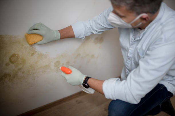 Best Mold Damage Repair  in San Martin, CA