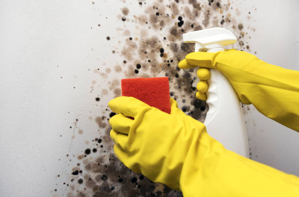 Crawl Space Mold Removal in San Martin, CA