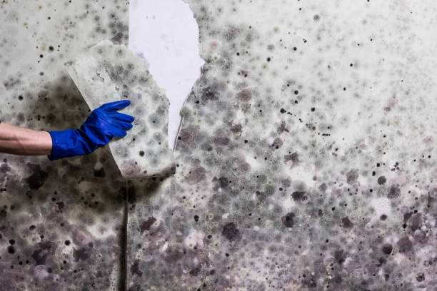 Best Local Mold Removal Service  in San Martin, CA